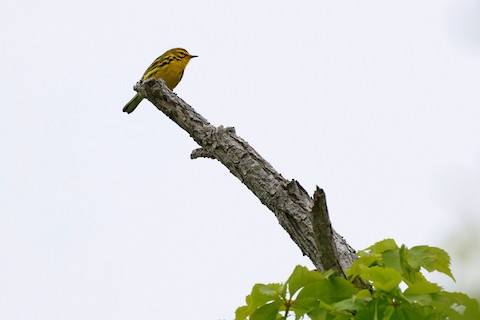 Prairie Warbler - Chris Daly