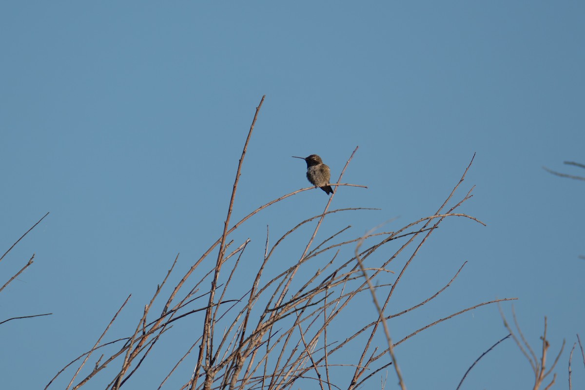 Black-chinned Hummingbird - ML619249307