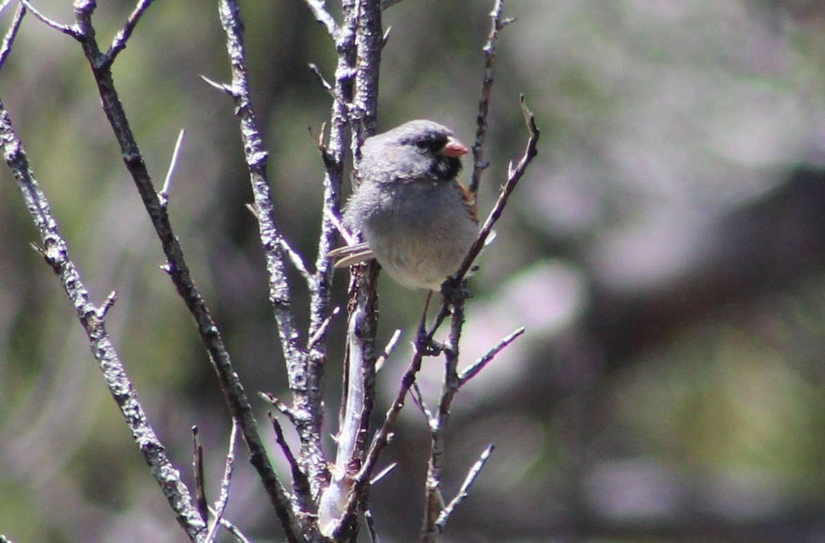 Black-chinned Sparrow - ML619249333