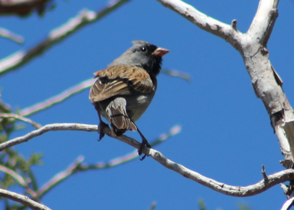 Black-chinned Sparrow - ML619249335