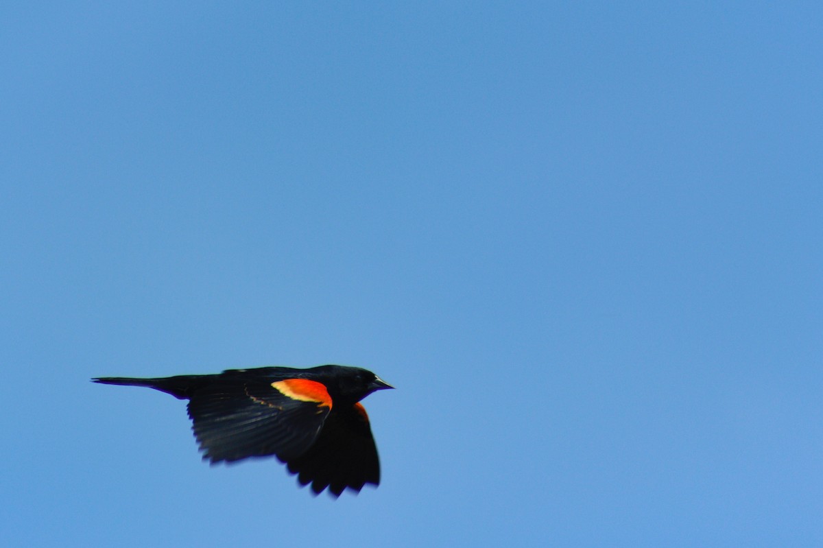 Red-winged Blackbird - ML619249354