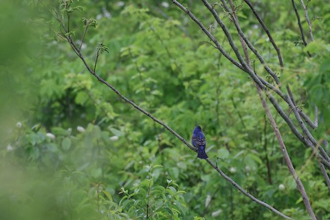 Blue Grosbeak - Chris Daly