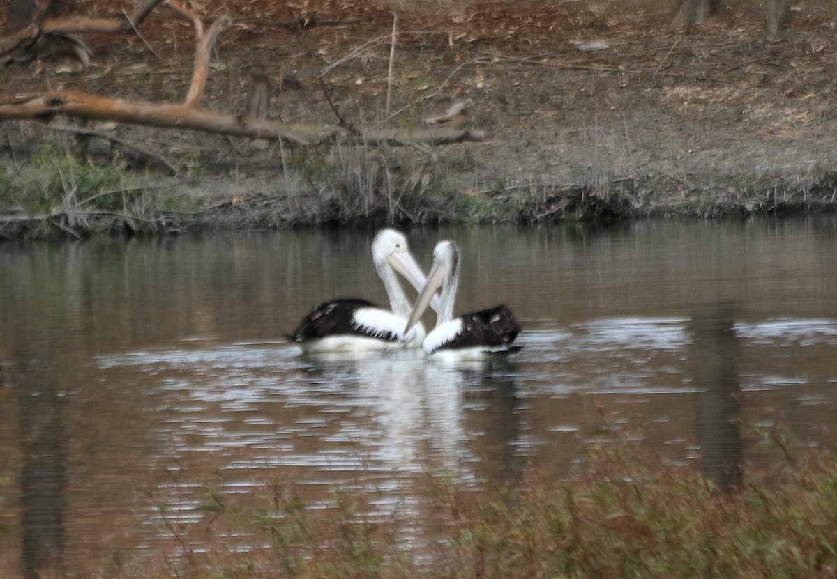 pelikán australský - ML619249374
