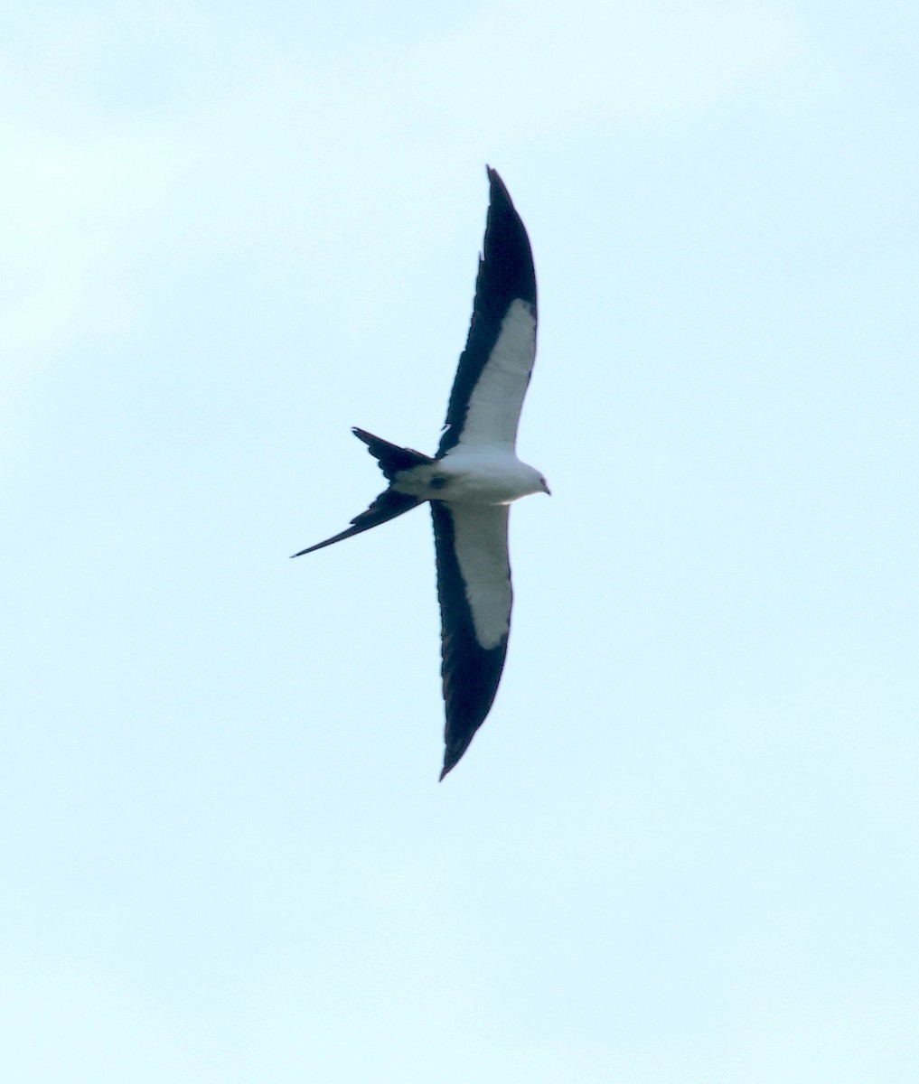 Swallow-tailed Kite - ML619249380