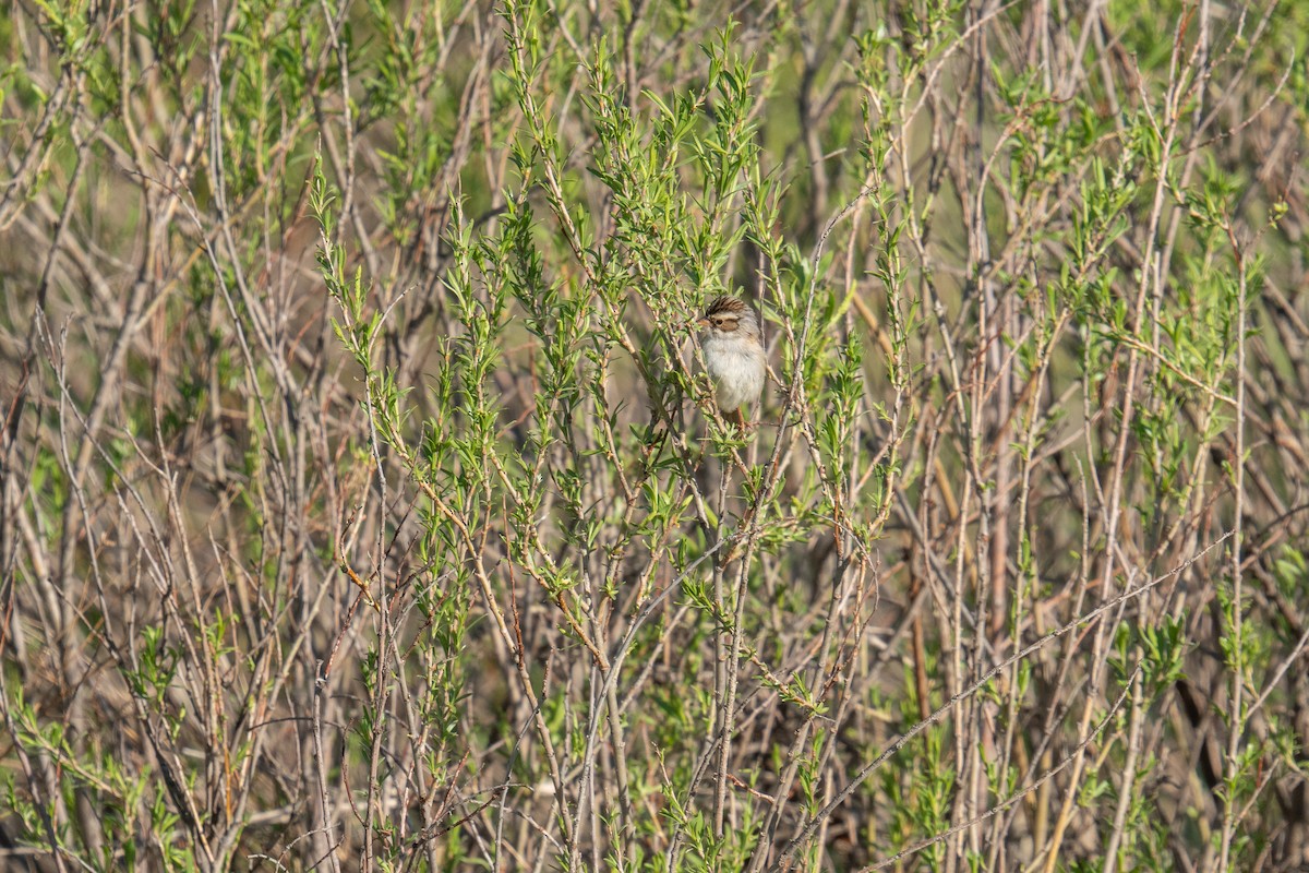 Clay-colored Sparrow - ML619249390