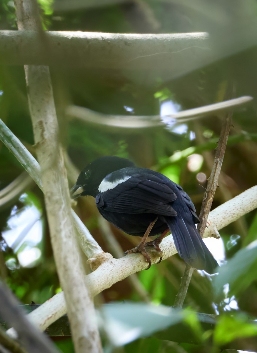 White-shouldered Tanager - ML619249407