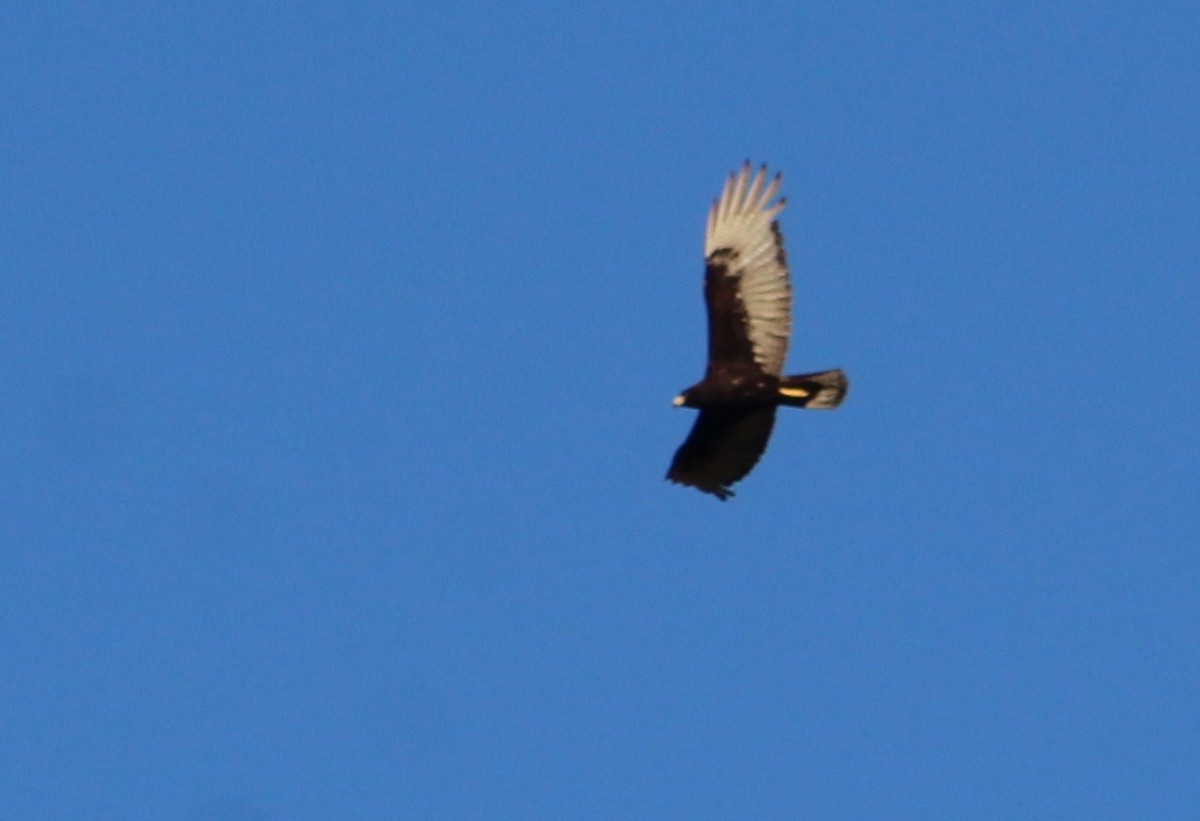 Zone-tailed Hawk - ML619249448