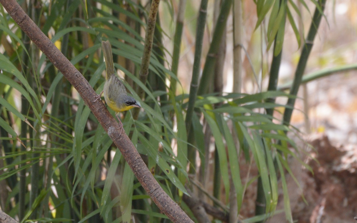 Gray-crowned Yellowthroat - ML619249452