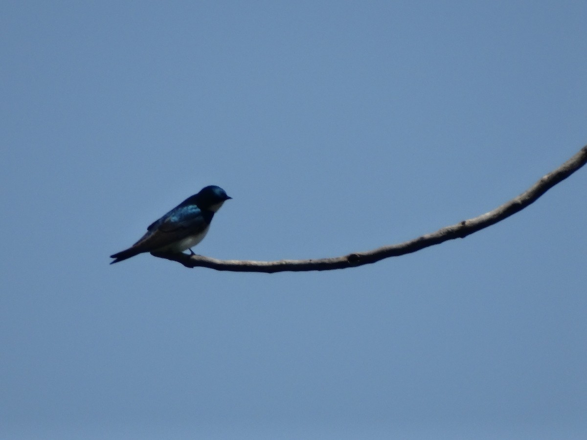 Tree Swallow - ML619249475