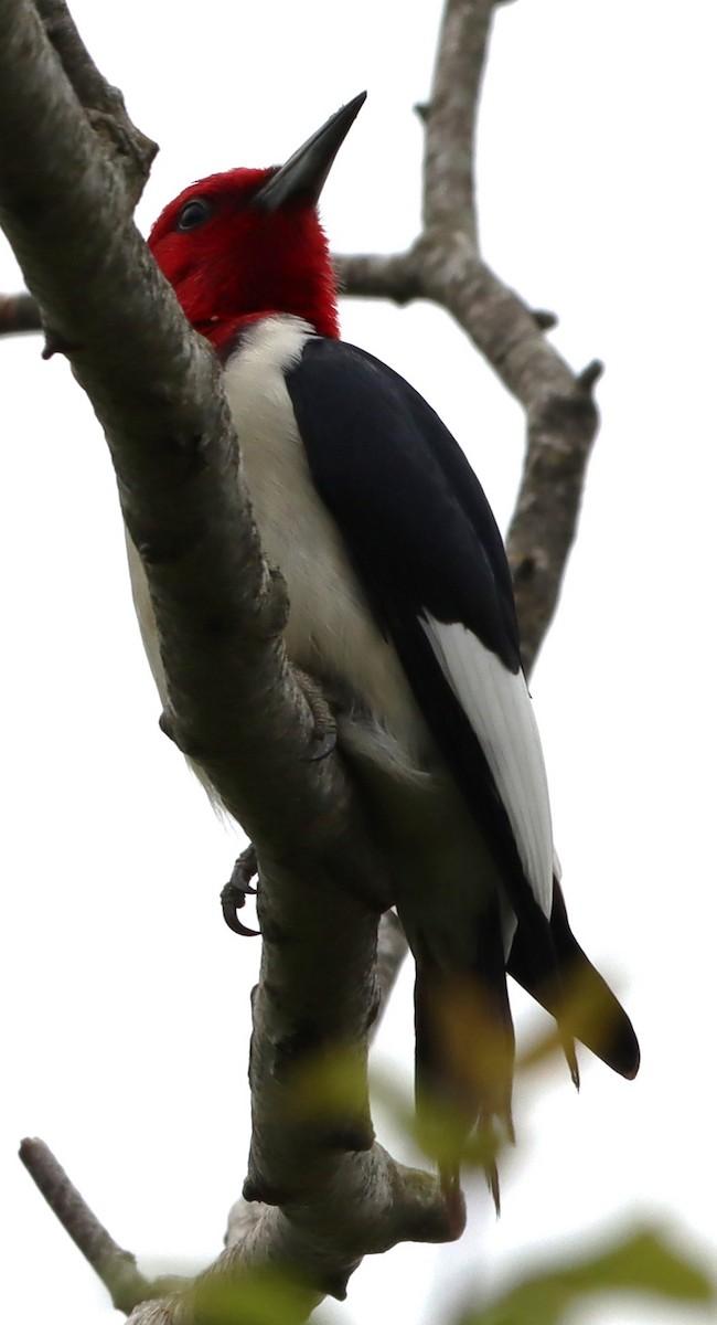 Red-headed Woodpecker - ML619249586