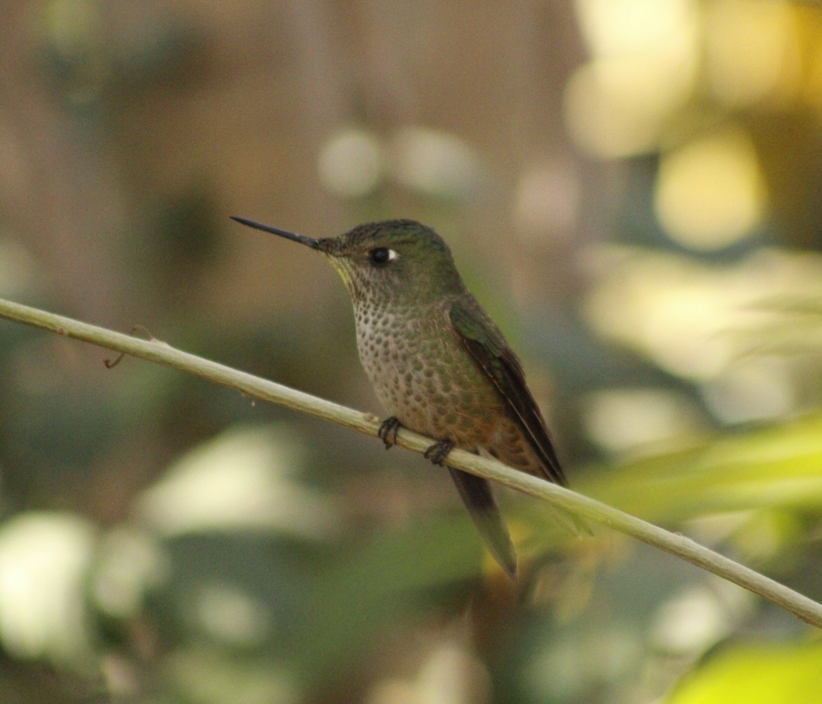 Green-backed Firecrown - ML619249613