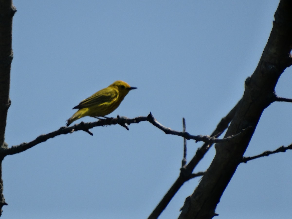 Yellow Warbler - ML619249639