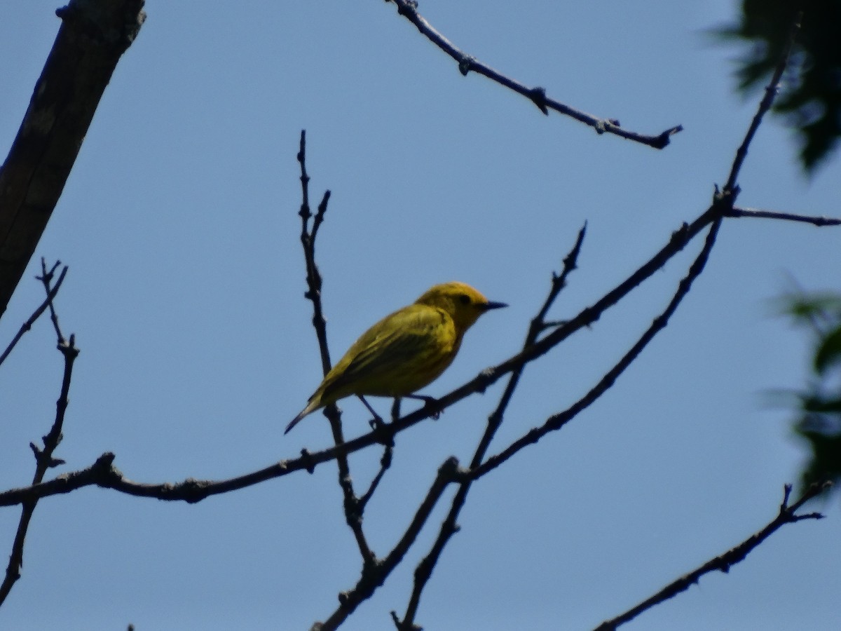Yellow Warbler - ML619249640