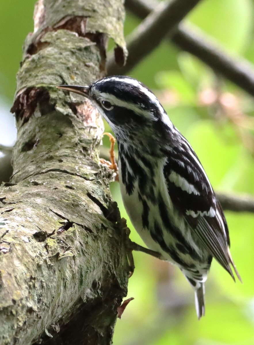 Black-and-white Warbler - ML619249654