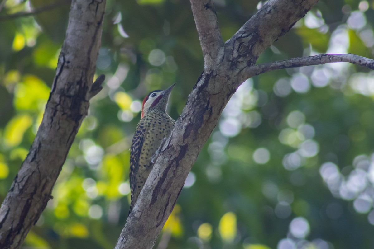 Green-barred Woodpecker - ML619249694