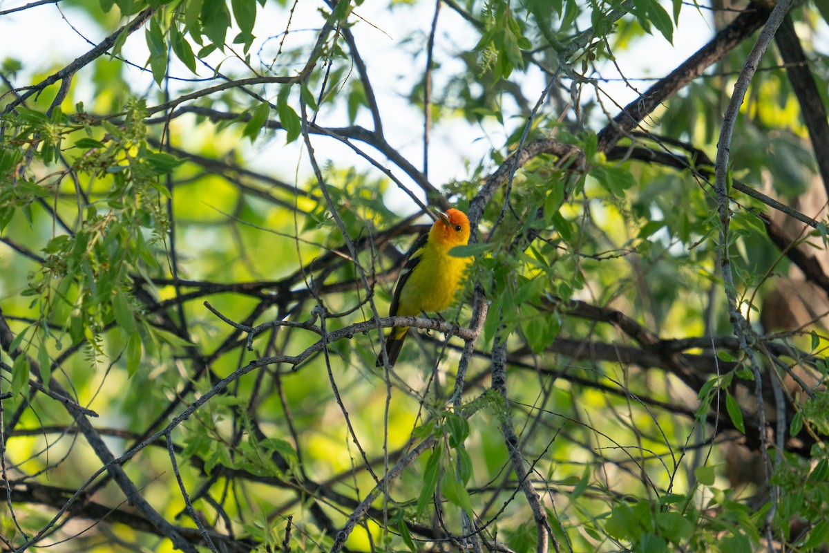 Western Tanager - ML619249697