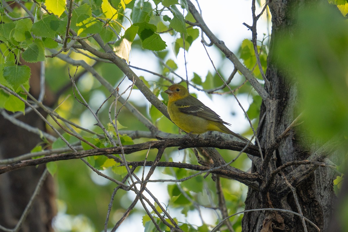 Western Tanager - ML619249698