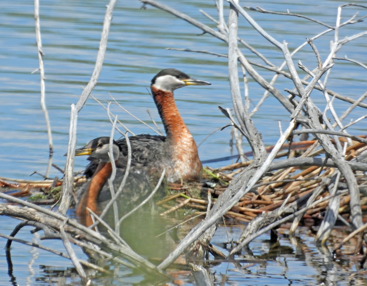 Red-necked Grebe - ML619249710