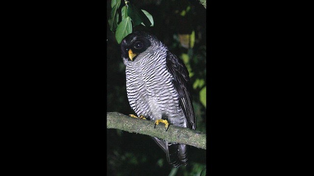 Black-and-white Owl - ML619249712
