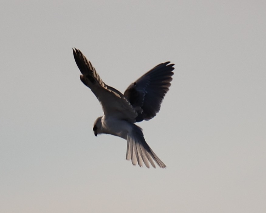 White-tailed Kite - ML619249741