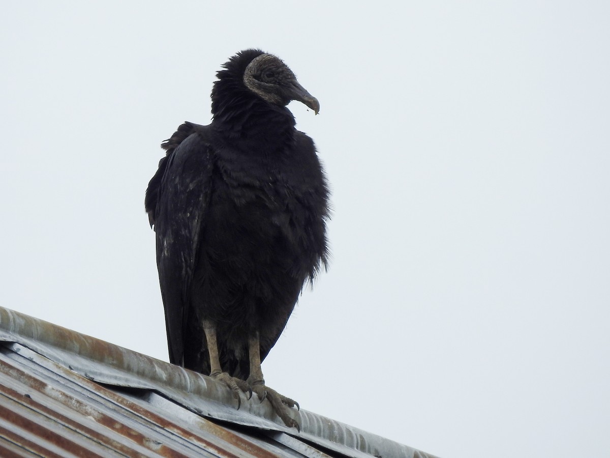 Black Vulture - ML619249782