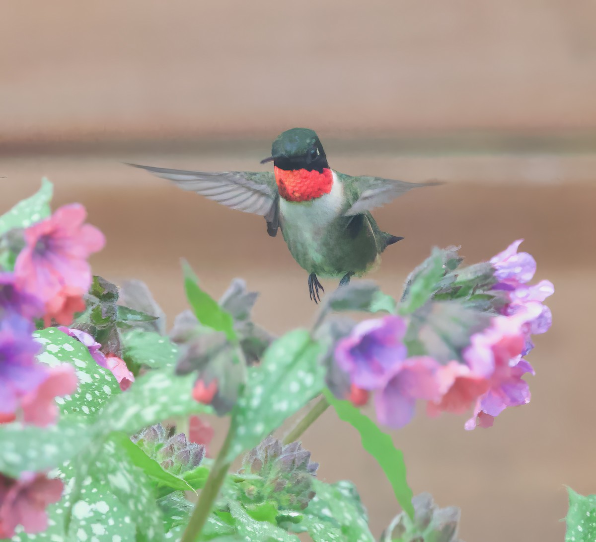 Ruby-throated Hummingbird - ML619249806
