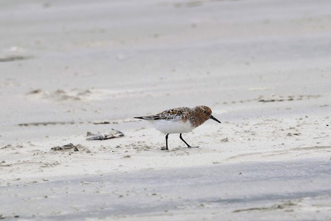 Sanderling - Chris Daly