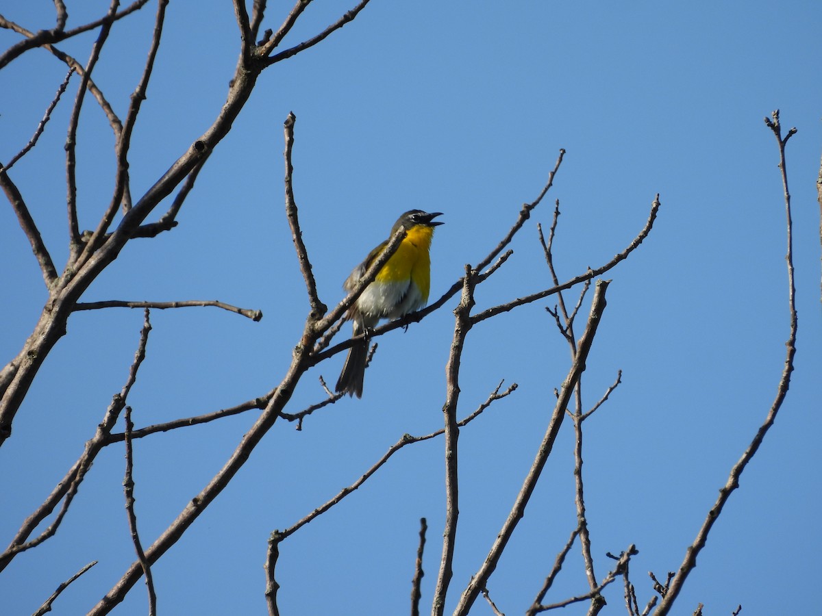 Yellow-breasted Chat - ML619249893