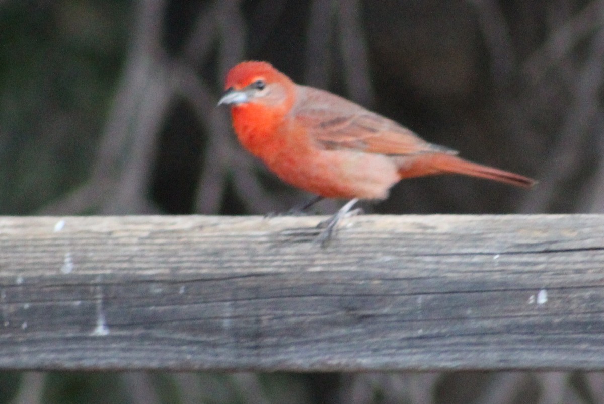 Hepatic Tanager (Northern) - ML619249894