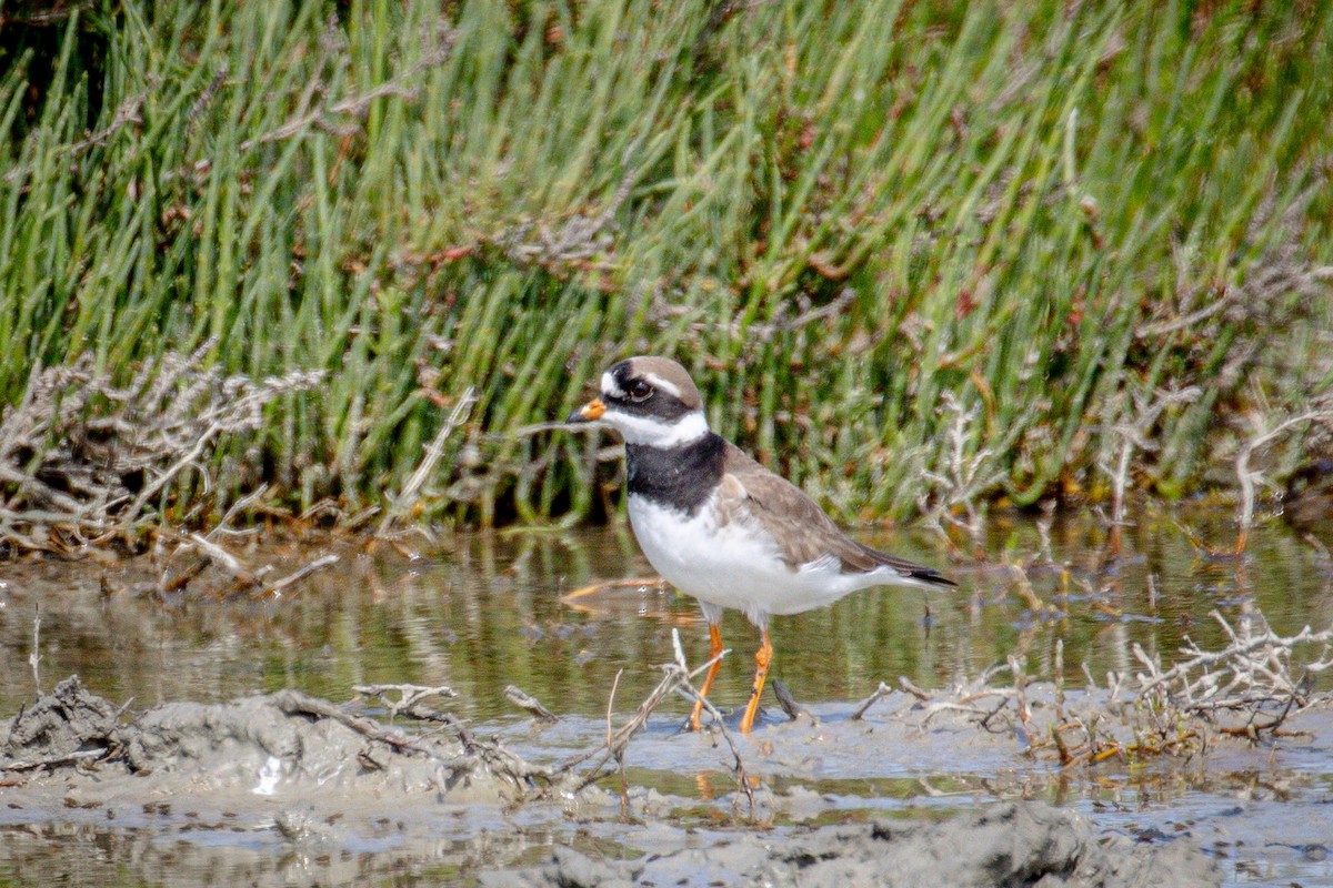Common Ringed Plover - ML619249914