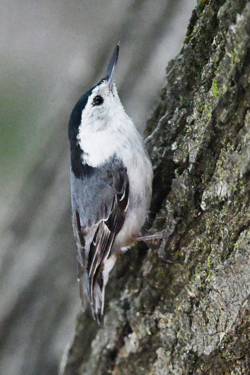 White-breasted Nuthatch - ML619249962