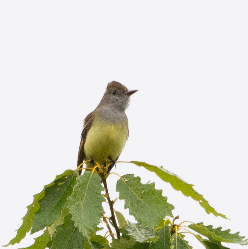 Great Crested Flycatcher - ML619249969