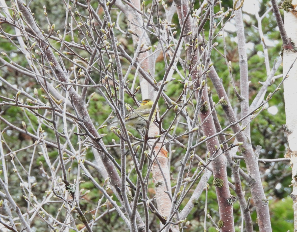 Cape May Warbler - ML619249981