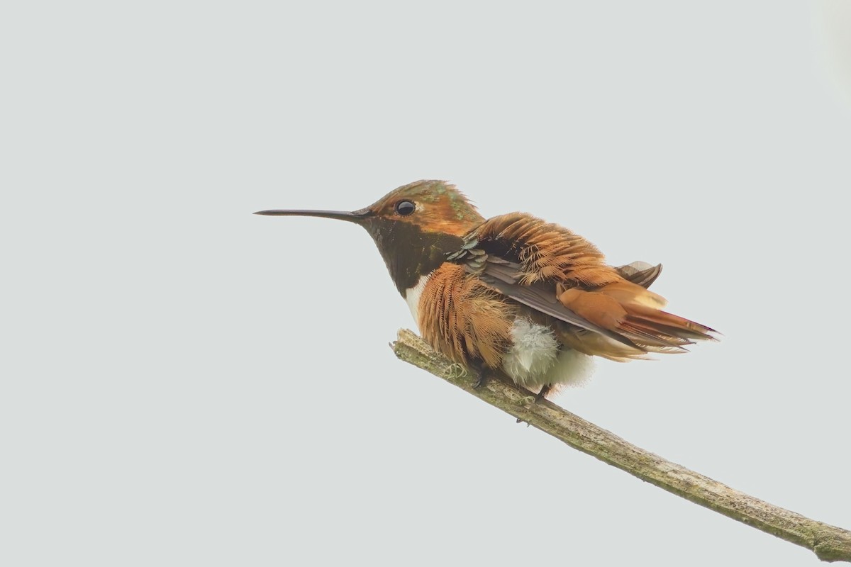 Allen's Hummingbird - ML619249984