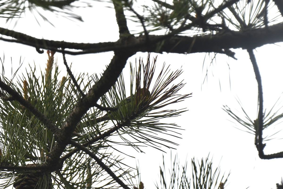 Pine Warbler - ML619250009