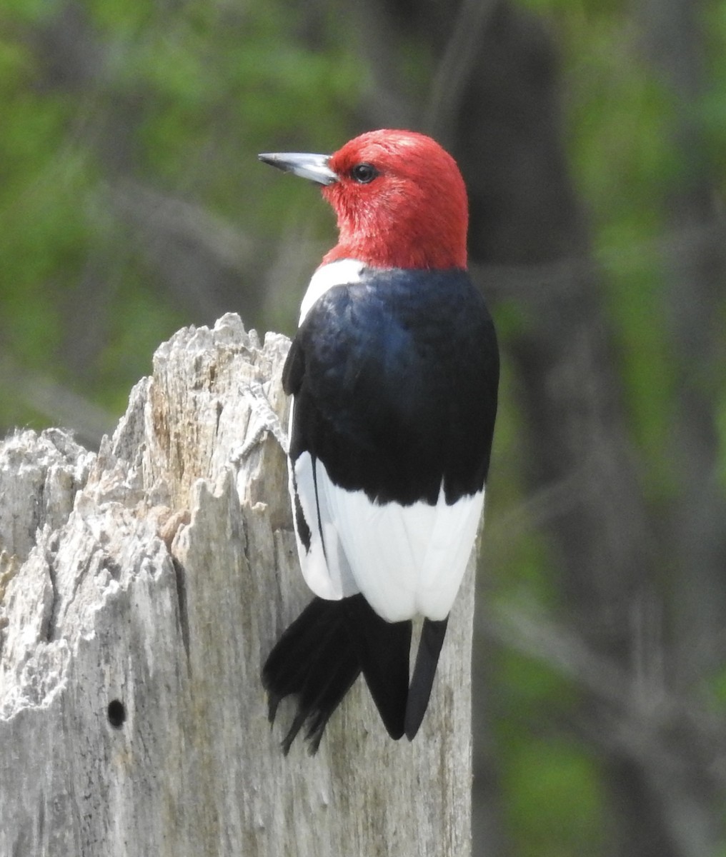 Red-headed Woodpecker - ML619250108