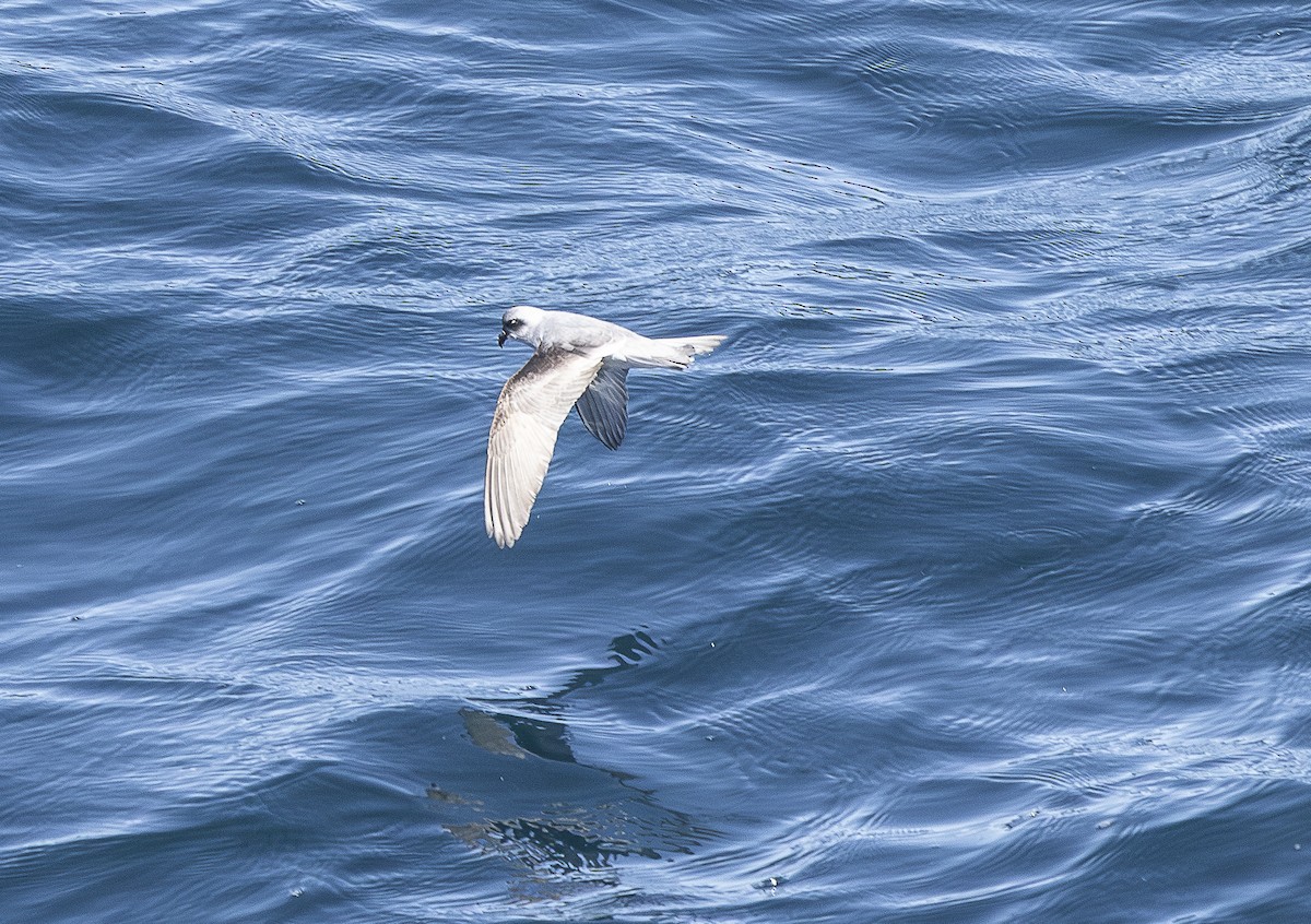Fork-tailed Storm-Petrel - ML619250165