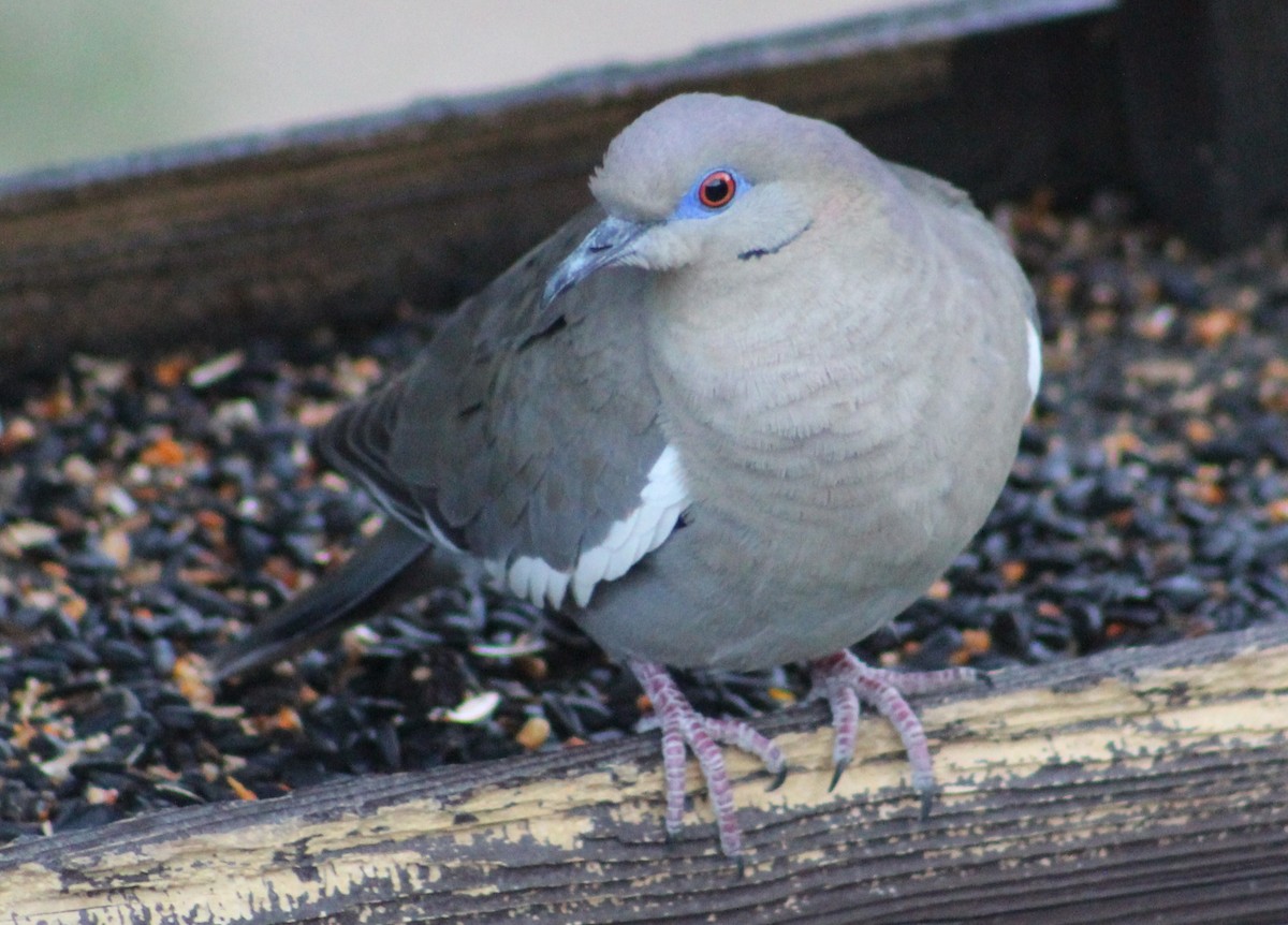 White-winged Dove - ML619250176