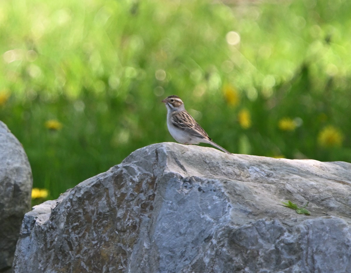 Clay-colored Sparrow - ML619250186