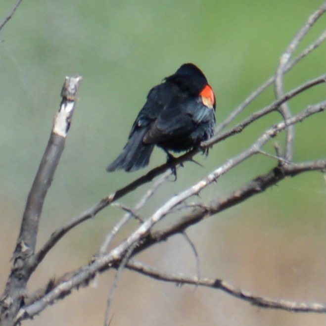 Red-winged Blackbird - ML619250301