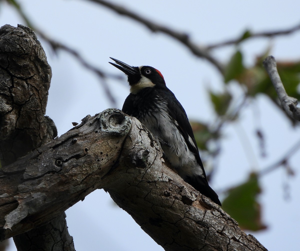 Acorn Woodpecker - ML619250303