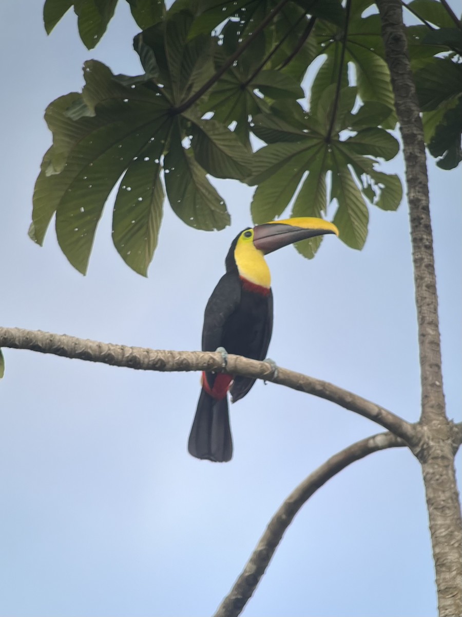 Yellow-throated Toucan (Chestnut-mandibled) - ML619250334