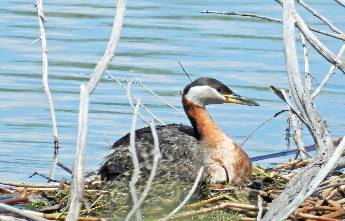 Red-necked Grebe - ML619250447