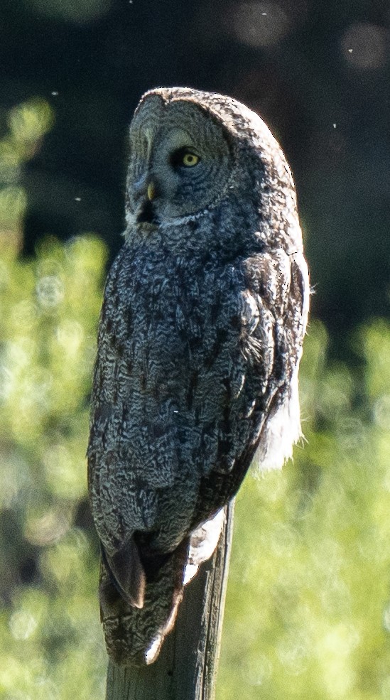 Great Gray Owl - ML619250454