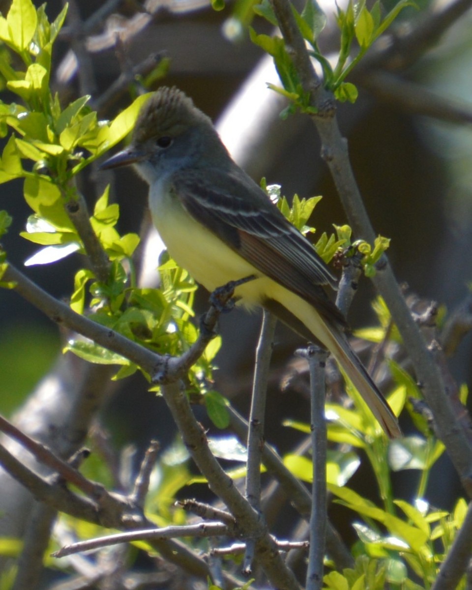 Great Crested Flycatcher - ML619250456