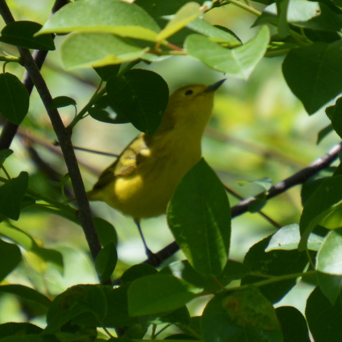 Yellow Warbler - ML619250470