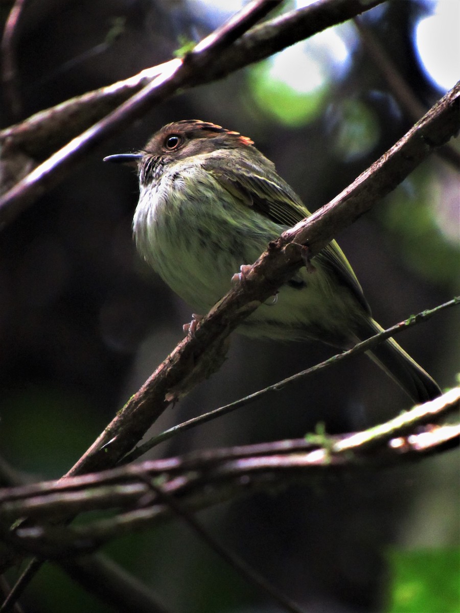Scale-crested Pygmy-Tyrant - ML619250543