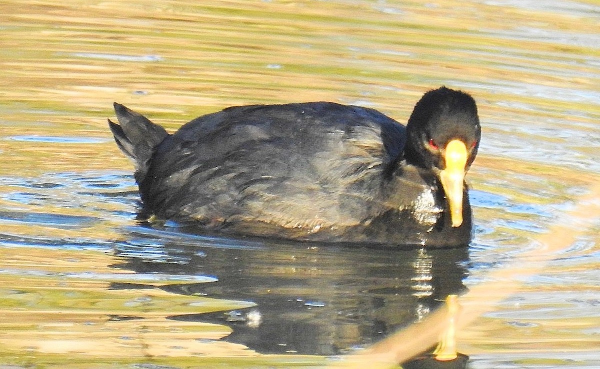 White-winged Coot - ML619250598