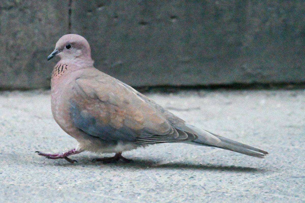 Laughing Dove - ML619250643