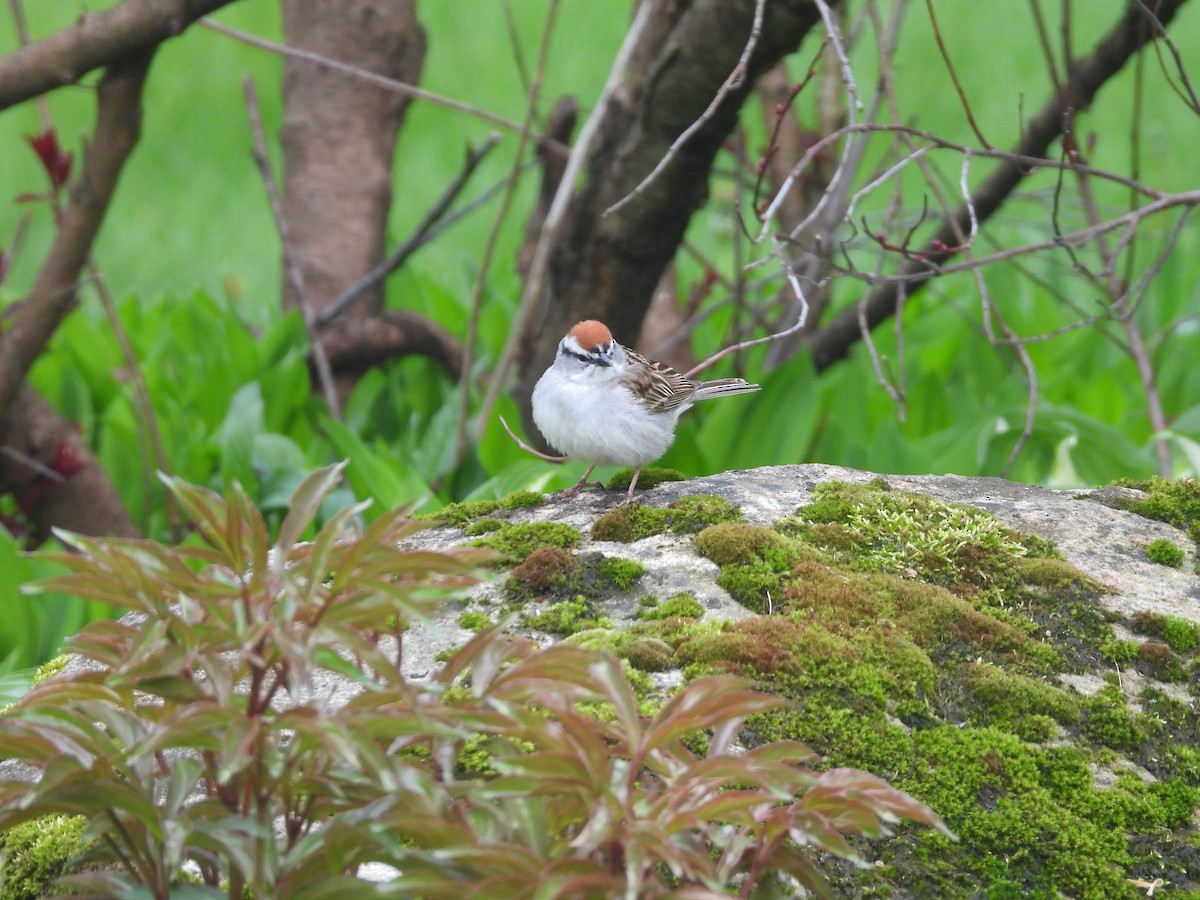 Chipping Sparrow - ML619250649